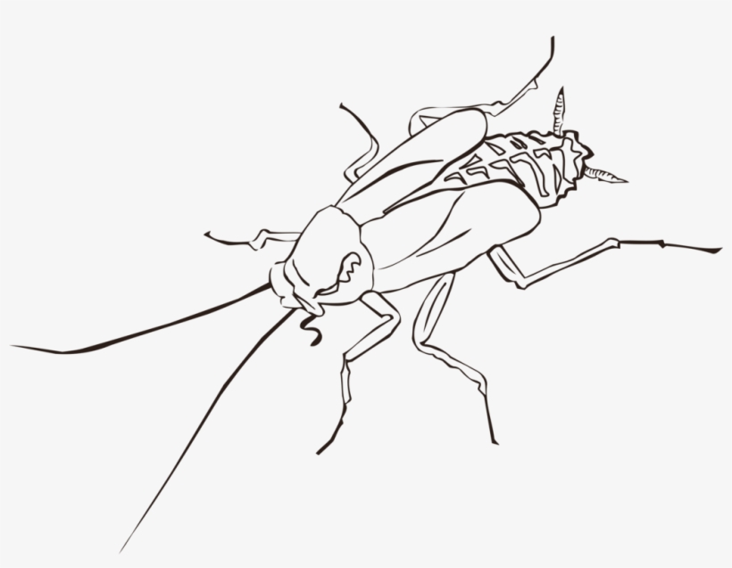 Cockroach Drawing Insect Wing Pest - Cockroach Black And White Clipart, transparent png #862460