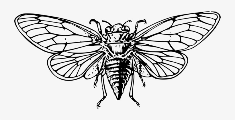 Cockroach Drawing Insect Wing Pest Free Commercial - Cicada Drawing, transparent png #862570