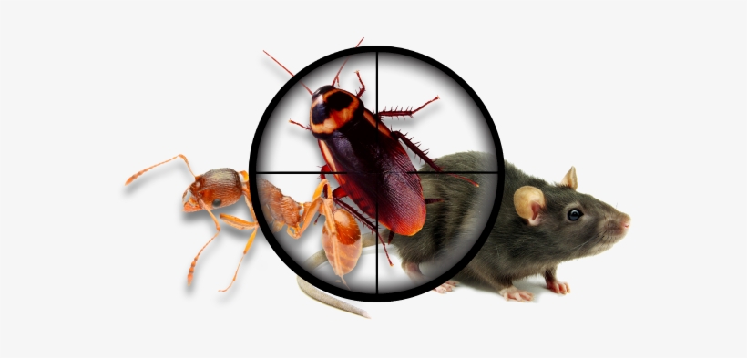 Home And Business - Pest Control Services Png, transparent png #862648