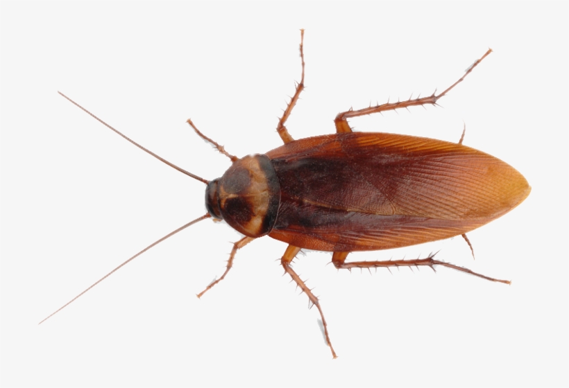 Othius Subuliformis, transparent png #862887