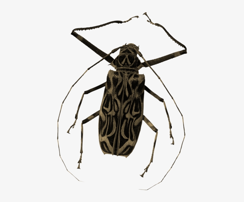 Tfw Is A Mini Personal Essay Series I'm Try To Do On - Insect Vector, transparent png #862919