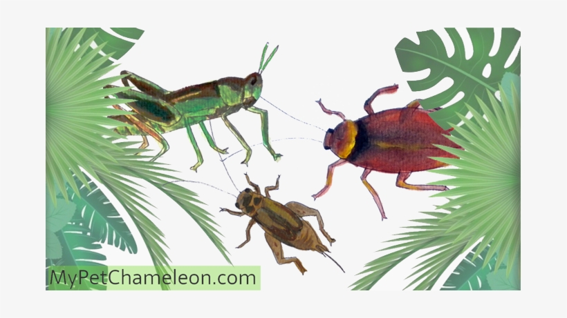 Previous - Chameleon Feed On Insects, transparent png #862938