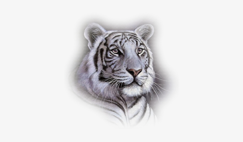 White Tiger Head - White Tiger Face Throw Blanket, transparent png #863180