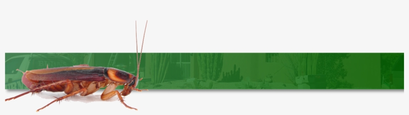 German Cockroach - Soldier Beetle, transparent png #863233