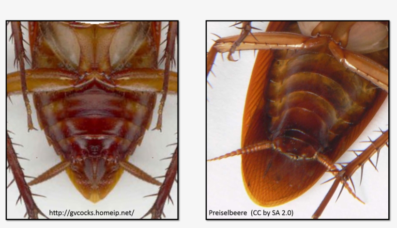 Types Of Subgenital Plates As Seen In Two Cockroaches - Dead Cockroach, transparent png #863341