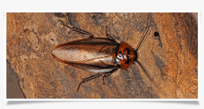 Cockroach Control In Buffalo, Ny - Paris, transparent png #863361