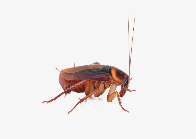 Cockroach Png Transparent Image - Cockroach Png Transparent Background, transparent png #863387