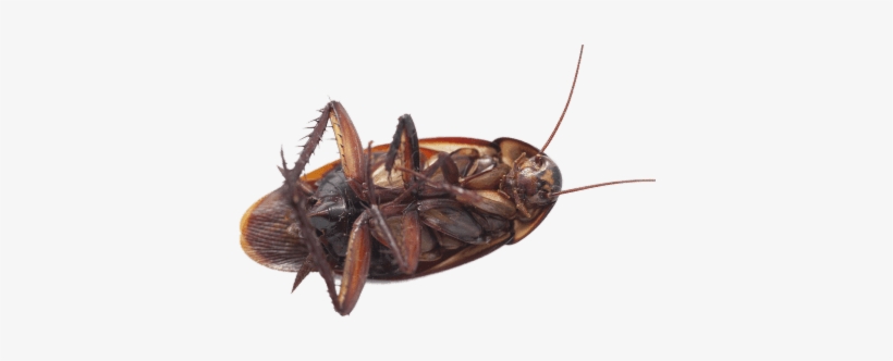 Large Cockroach On Its Back - Cockroach On Its Back, transparent png #863406