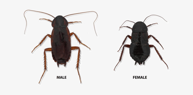 Oriental Cockroach Male And Female - Oriental Cockroach, transparent png #863408