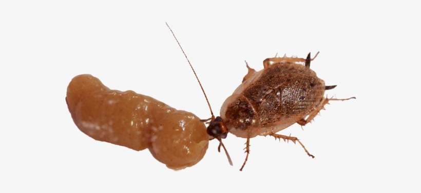 Cockroach Clipart Dead Ant - German Cockroach Fumigation, transparent png #863412