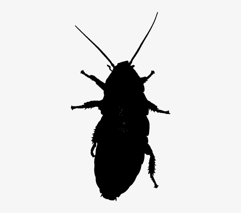 Cockroach - Scarabs, transparent png #863457