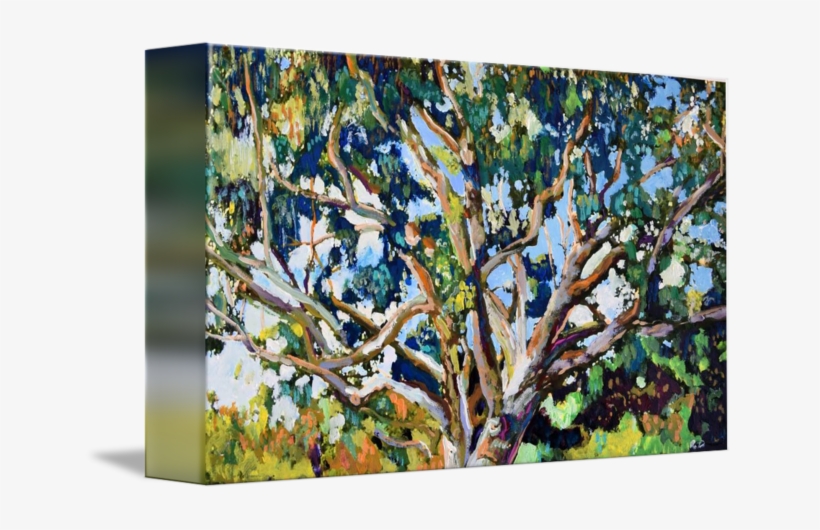 "eucalyptus Tree In The Park" By Rd Riccoboni, San - Gallery-wrapped Canvas Art Print 10 X 6 Entitled Eucalyptus, transparent png #863459