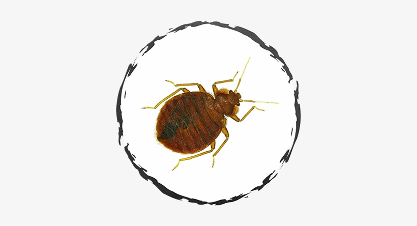 Bed Bugs - Flea, transparent png #863564