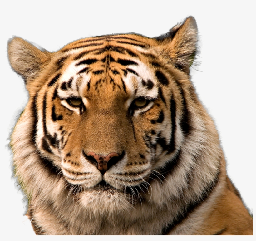 Tiger Head Png - Tiger Face Transparent Background, transparent png #863616
