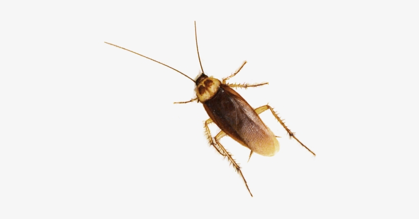 Humane Cockroach Control Images - New York, transparent png #863681