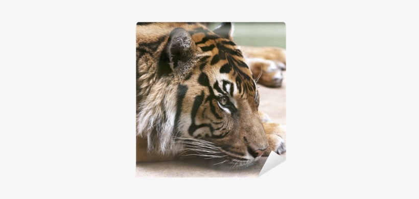 Vinyl Wall Mural, transparent png #863750