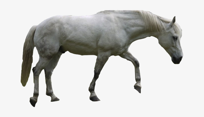 White Dog Horse - Horse, transparent png #863808