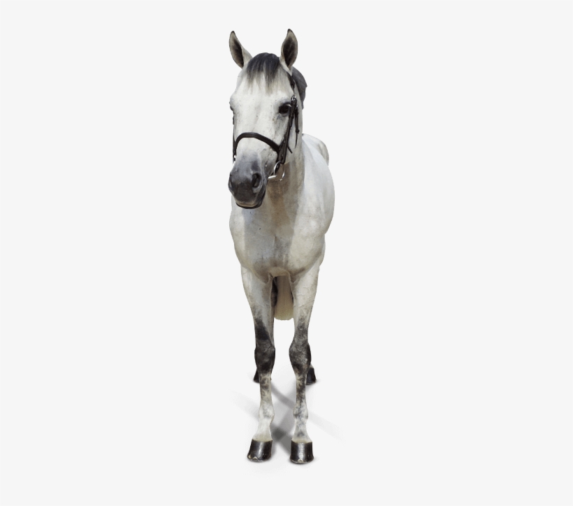 Horse From The Front Png, transparent png #863844