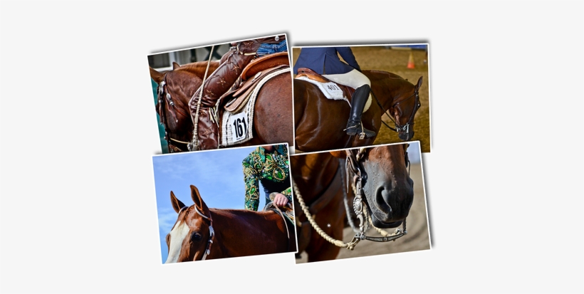 White Horse Show Mgt, Connie Henrichs, Albion, Nebraska - Nebraska, transparent png #864396