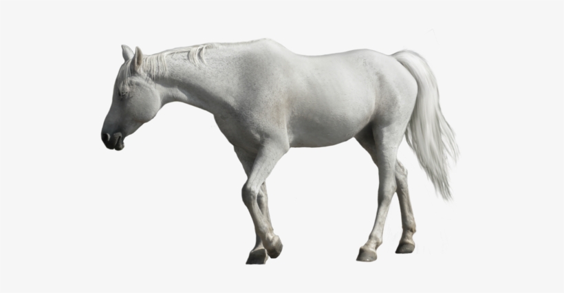 Horse, transparent png #864483