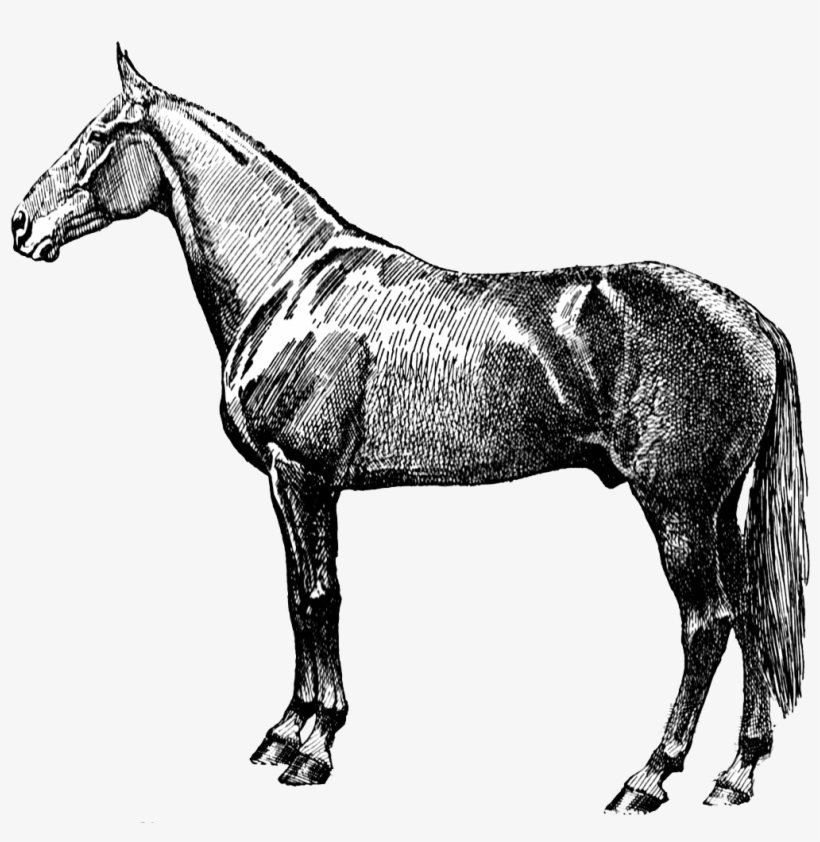 Vintage Horse Silhouette Png - Vintage Horse Png, transparent png #864568