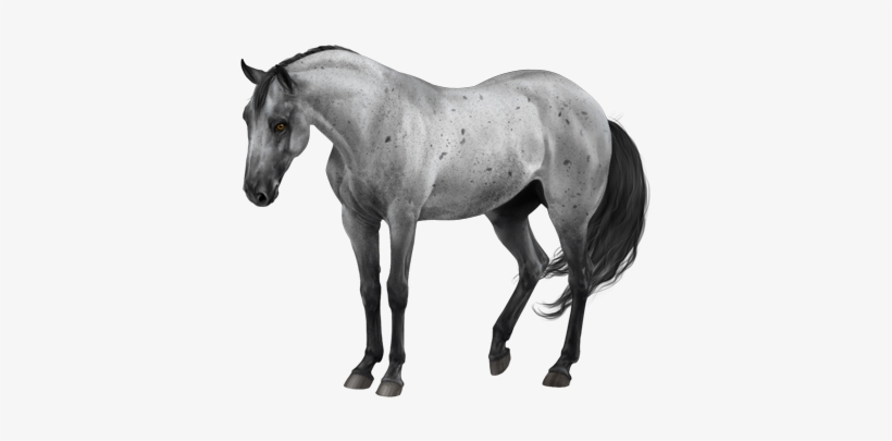 Comissions Two Horses - Blue Roan Frame Horse, transparent png #864671