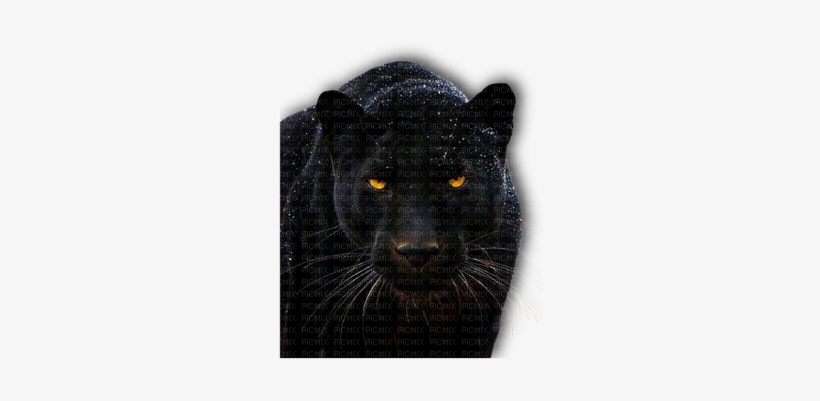 Animal, Animals, Black Panther, Big Cat, Eye, Eyes - Eyes Of A Panther, transparent png #866365