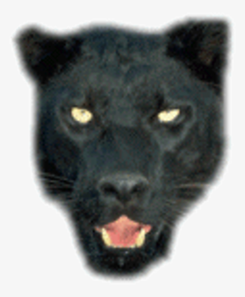 Welcome To The Official 2010 Panther's Homepage - Cats Over Cannock Chase, transparent png #866778
