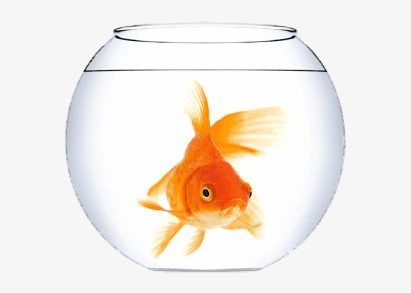 Free Png Download Goldfish In A Fish Bowl Png Images - Goldfish Bowl, transparent png #8600630