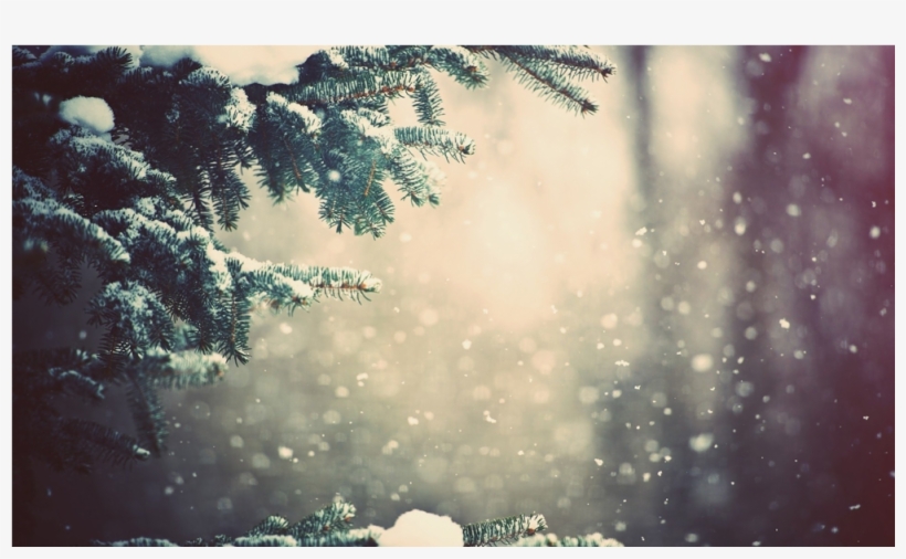 Score 50% - Snow Tree Branches Background, transparent png #8601209