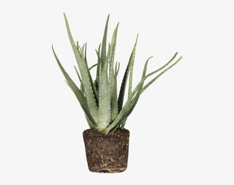 Aloe Vera - Agave, transparent png #8601514