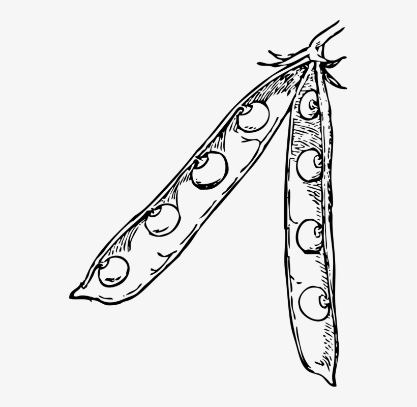 Pod Clip Art Black And White, transparent png #8602612