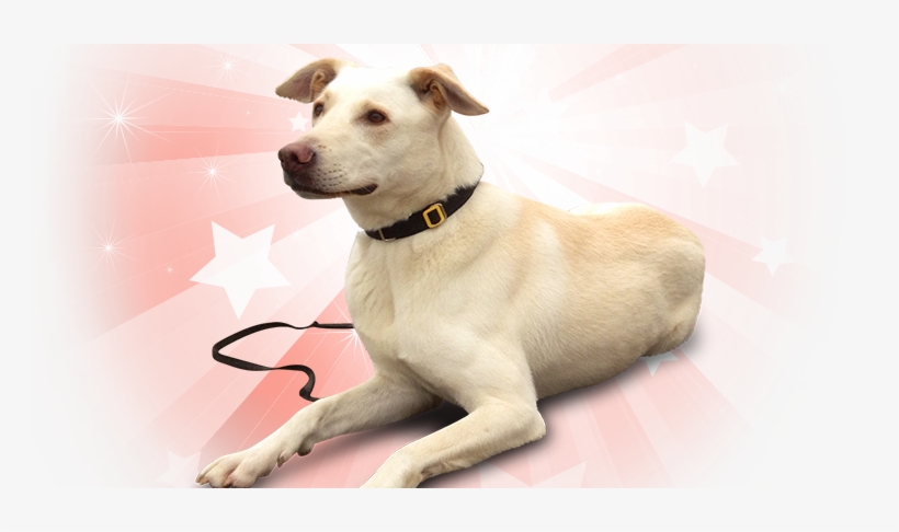 American Pets Png Pluspng - Companion Dog, transparent png #8602773
