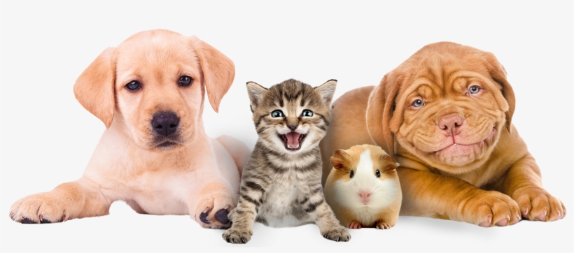 Pet Image With Doctor, transparent png #8602926