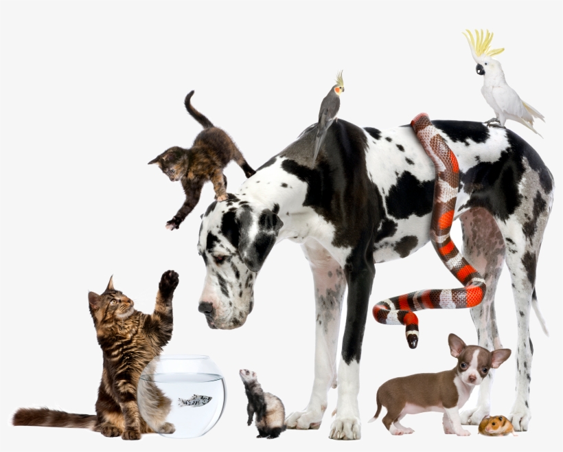Pets - Choose An Animal, transparent png #8603077