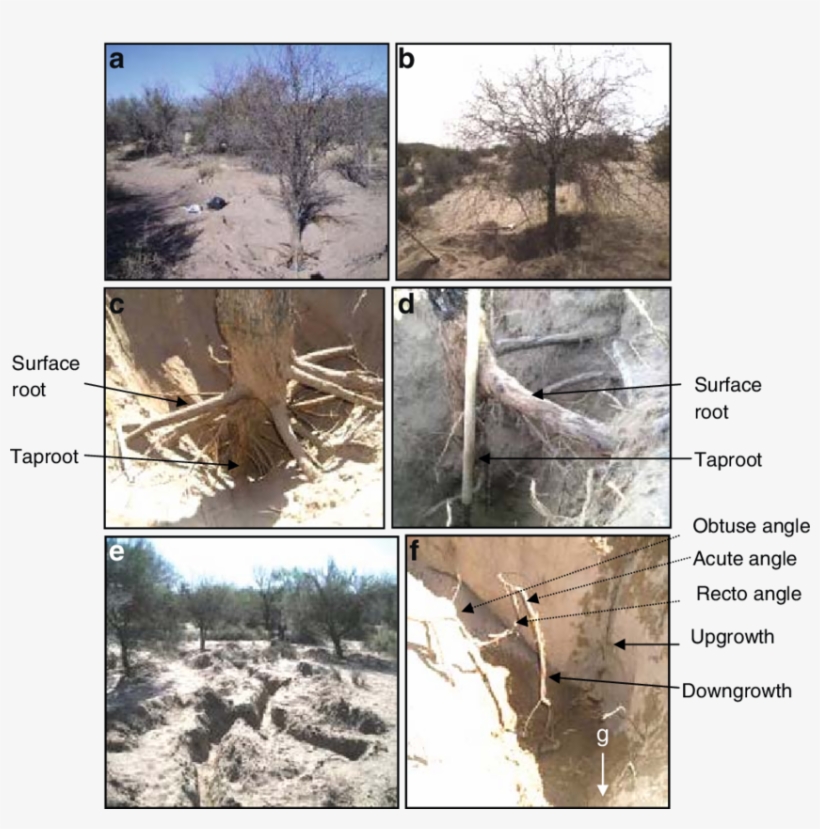Excavations Performed At The Tree Base - Mexican Pinyon, transparent png #8603083
