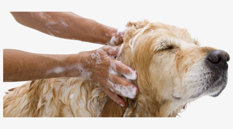 Admin2015 08 31t22 - Pets And Their Care, transparent png #8603976