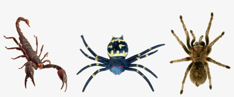 Spiders Butafpriâ Spider Man Toy Scorpion Tarantula - Kalajengking, transparent png #8607879