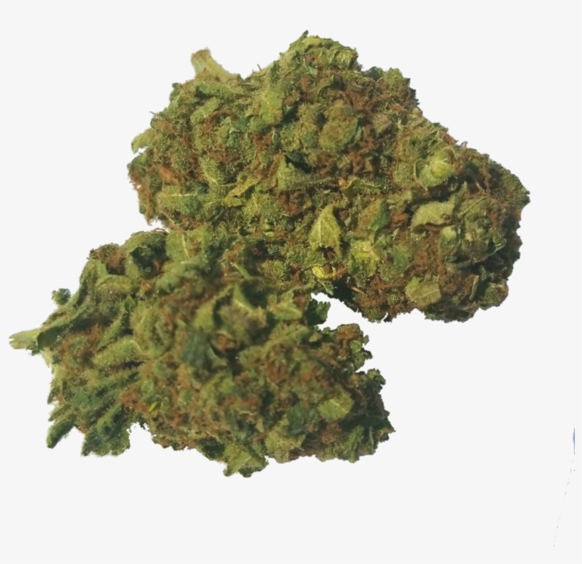 Common Horse Chestnut, transparent png #8609196