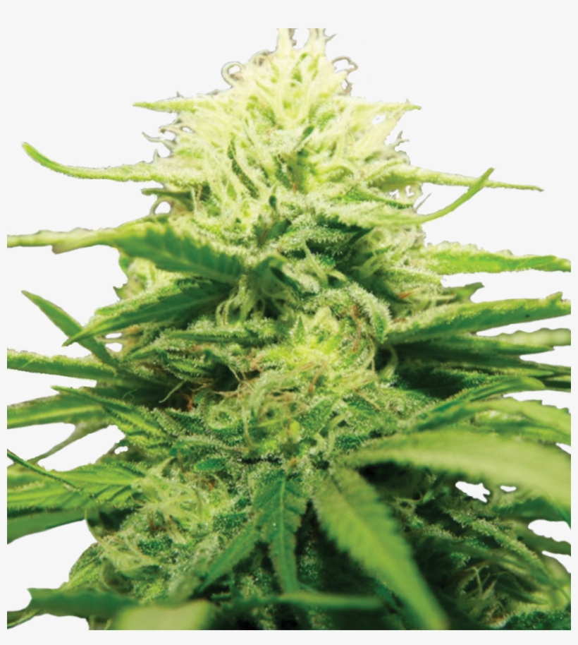 Bubble Haze - Aloe, transparent png #8610109