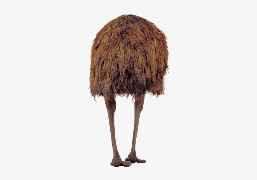 Ostrich Png Image With Transparent Background - Common Ostrich, transparent png #8614203