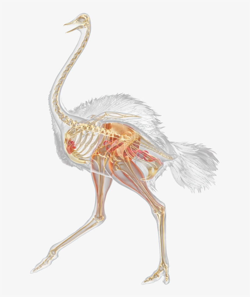 Facts For Kids Ostriches Running Dk Find - Ostrich Skeleton, transparent png #8614451