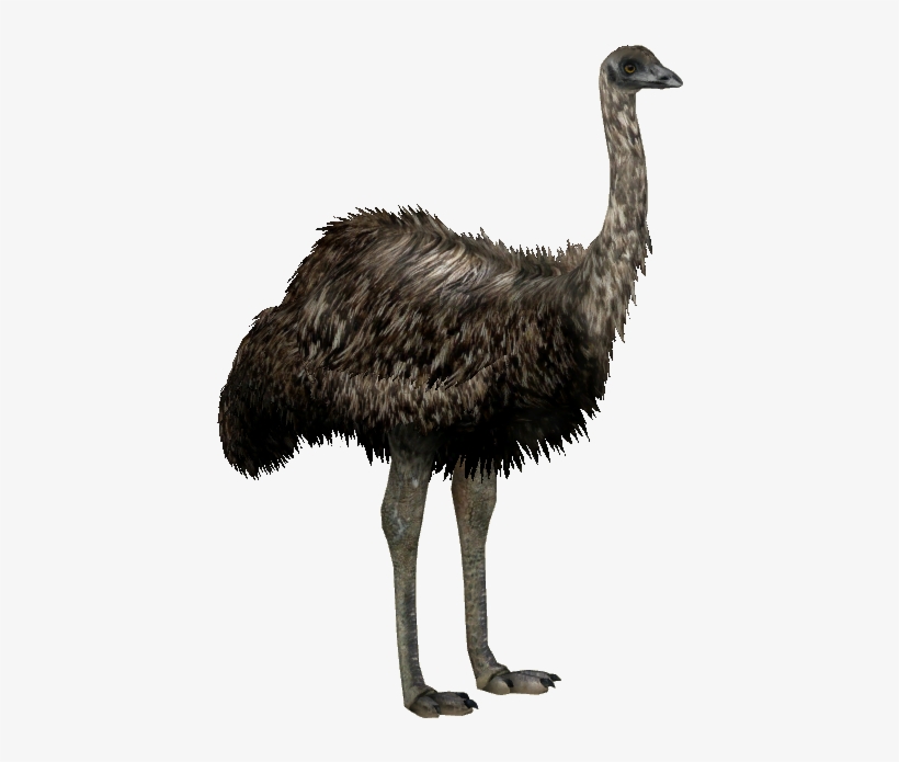 Image North Island Giant Whalebite Zt Download - Giant Moa Bird Png, transparent png #8614765