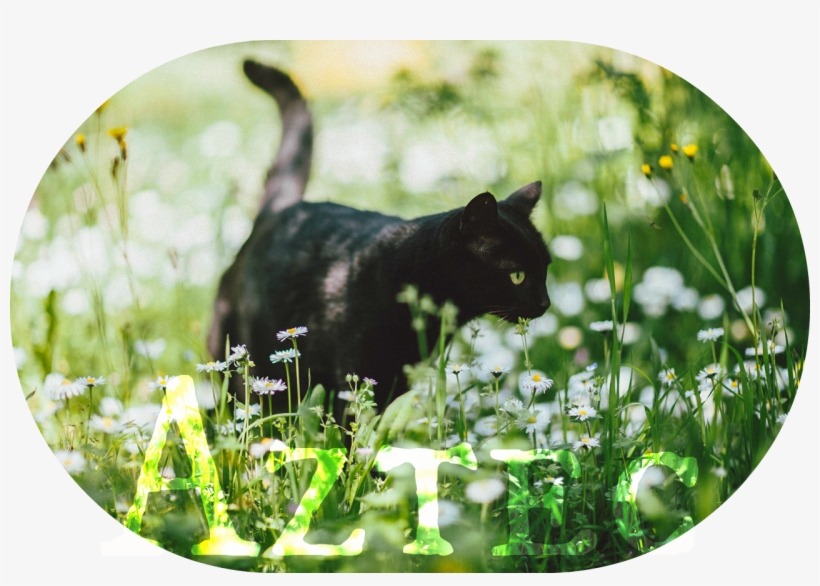 Aztec-0 - Black Cat, transparent png #8615368
