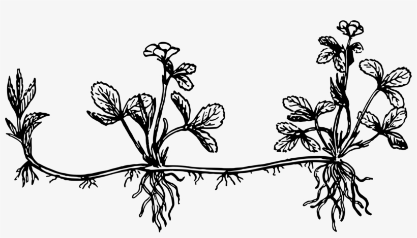 Twig Stolon Drawing Black And White Computer Icons, transparent png #8615596