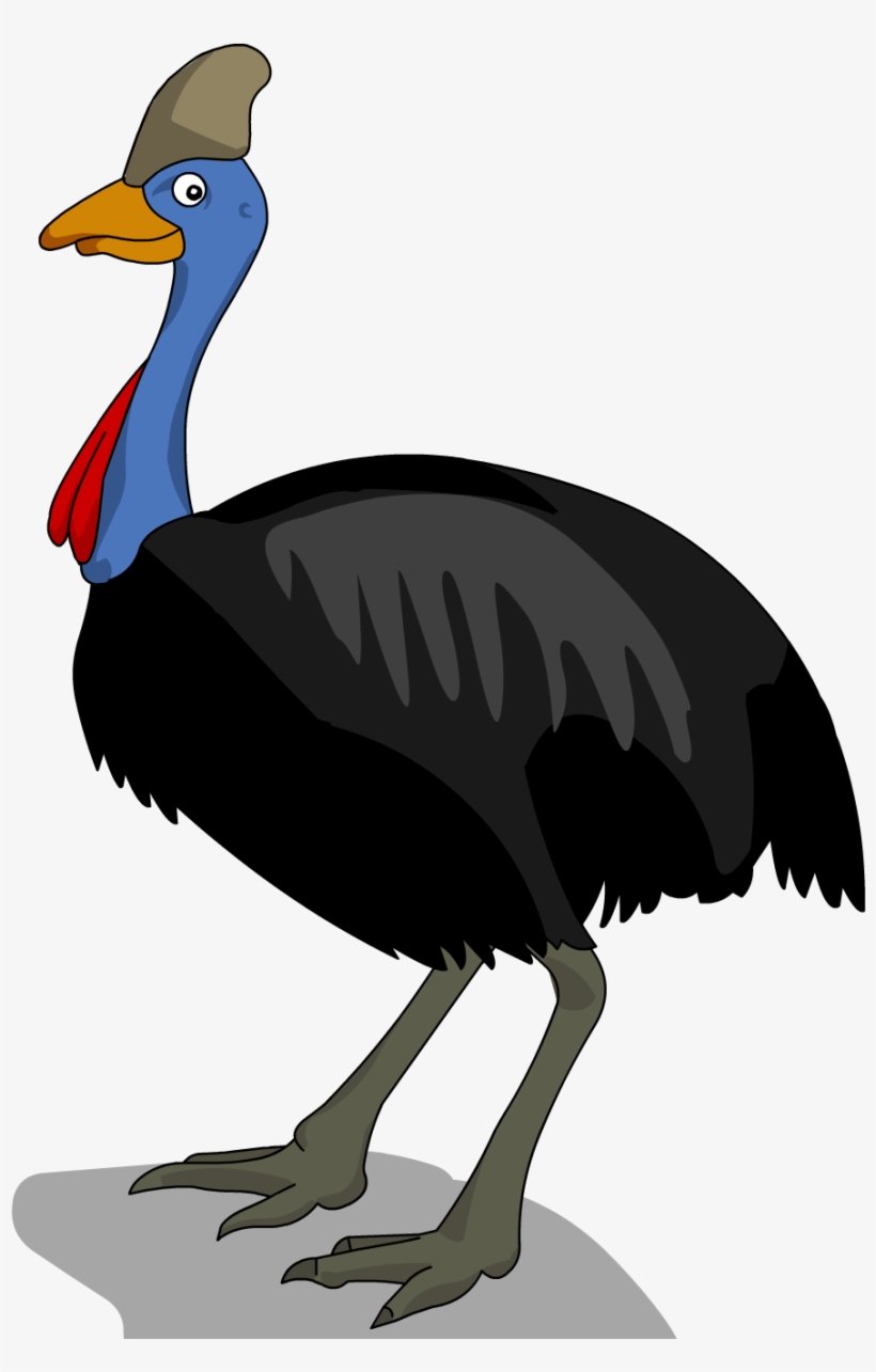 The Cassowary Is Related To The Emu Rhea Kiwi And Ostrich - Diagram Of A Cassowary, transparent png #8615603