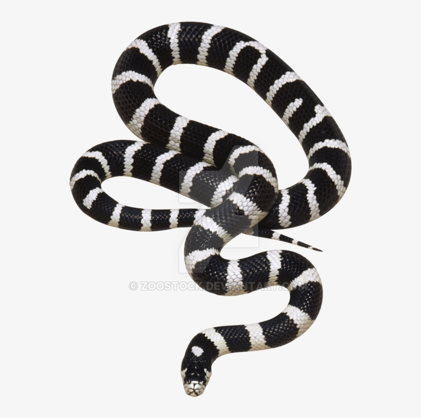 California Snake On A Background By Zoostock - Png Transparent Background Snake, transparent png #8616231