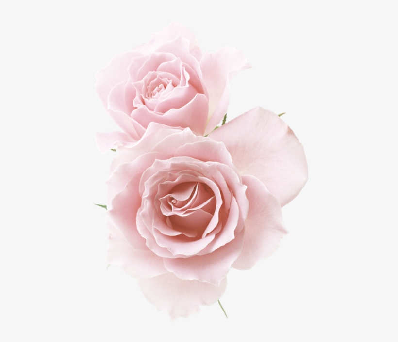 Rose☆ Red Flowers, Pink Roses, Flower Png Images, Pastel - Rose Light Pink Background, transparent png #8616473