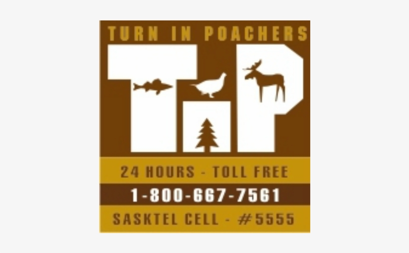 Man Fined 5k For Illegally Shooting Pregnant Moose - Turn In Poachers, transparent png #8618396