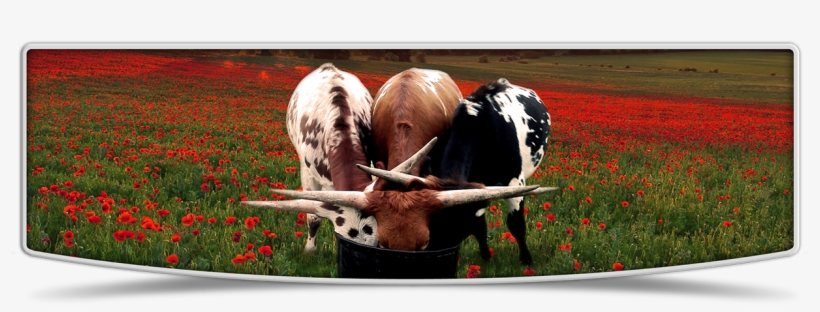Lutt Longhorns 2015 Heifer Banner Image - Cattle, transparent png #8619706
